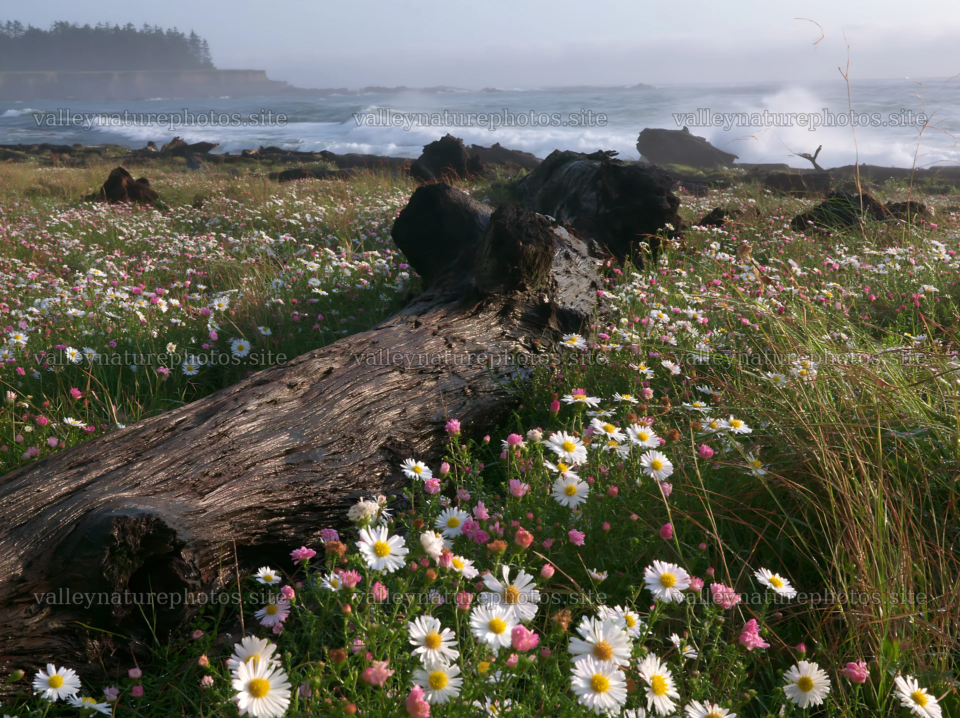 Ishikawa coastal meadow storm washed driftwood in grass and flowers – nature photography 9174x6866