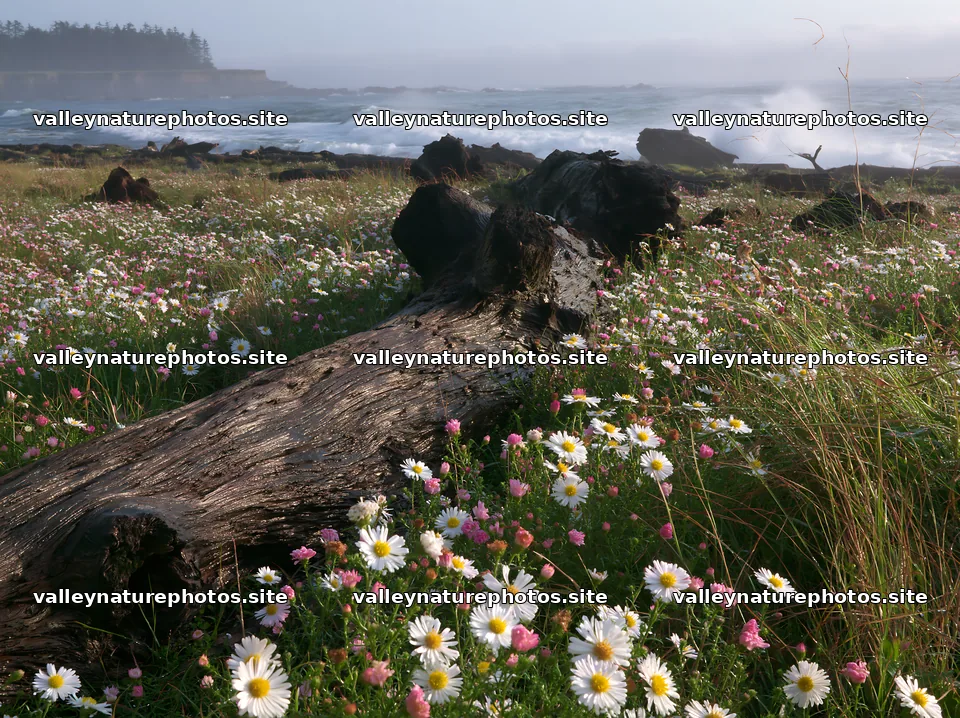 Ishikawa coastal meadow storm washed driftwood in grass and flowers – nature photography 9174x6866
