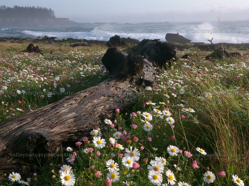Ishikawa coastal meadow storm washed driftwood in grass and flowers – nature photography 9174x6866