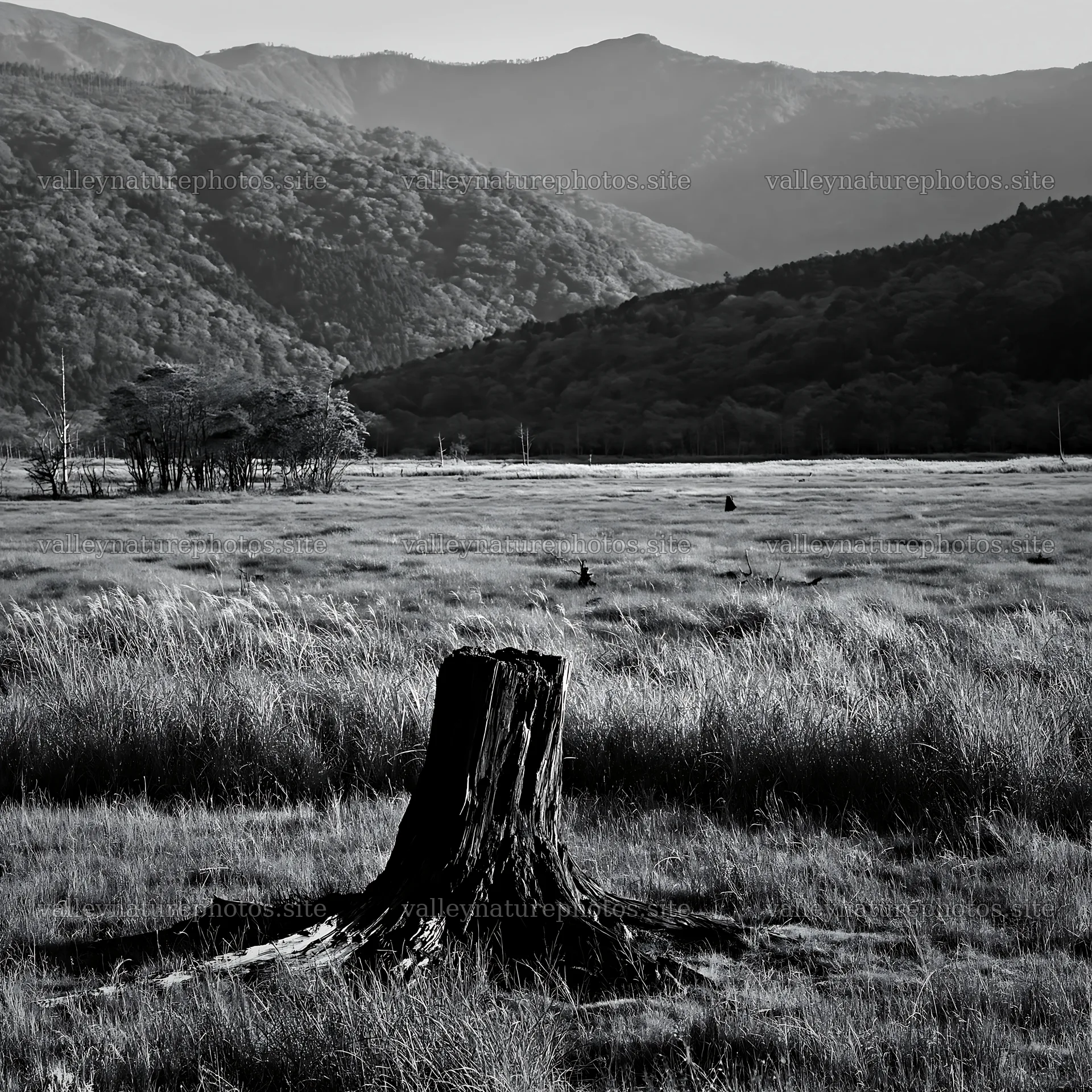 Wakayama autumn meadow with weathered wood stump – nature photography 7938x7938