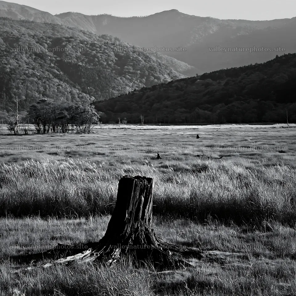 Wakayama autumn meadow with weathered wood stump – nature photography 7938x7938