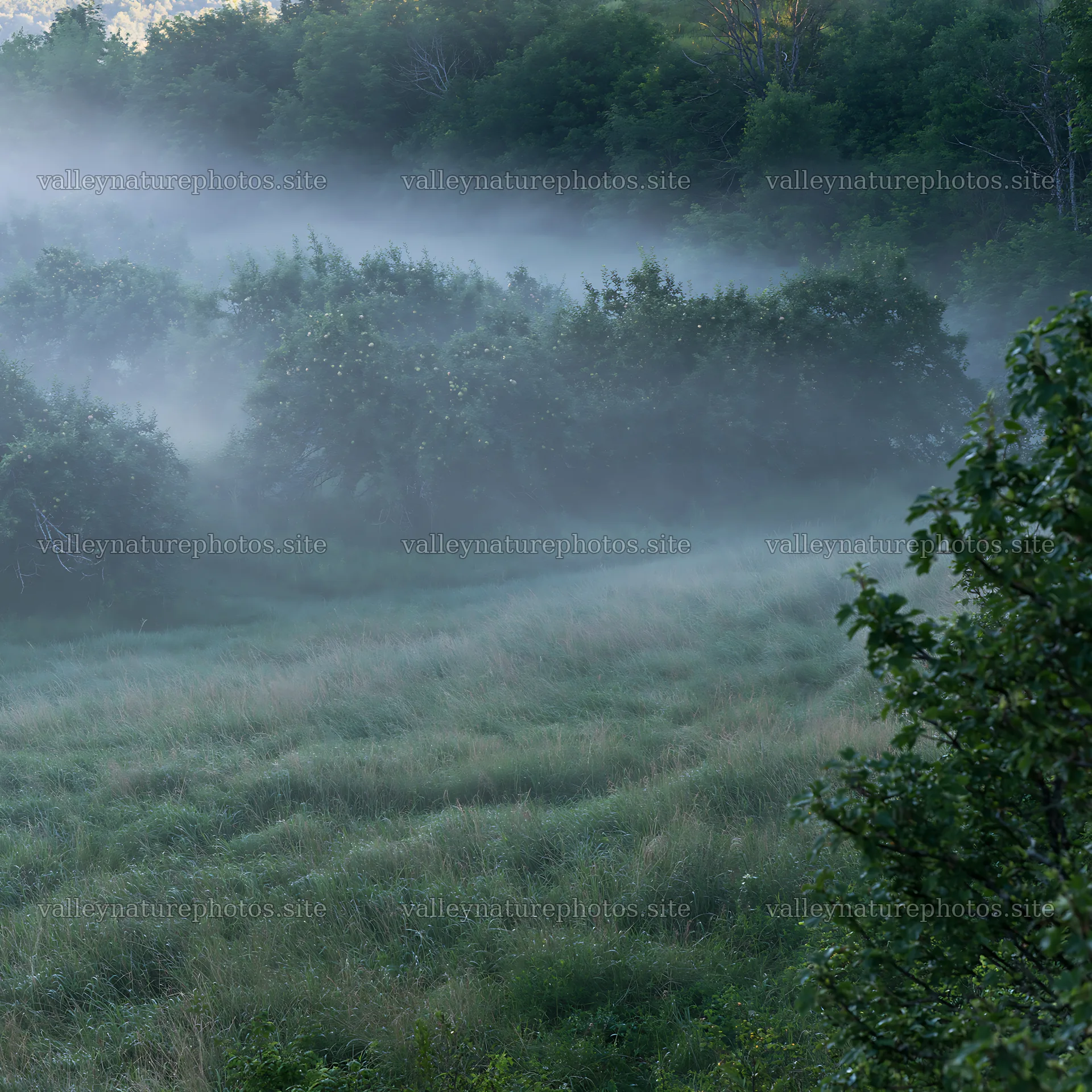 Mist over apple trees in a valley meadow – nature photography 7938x7938