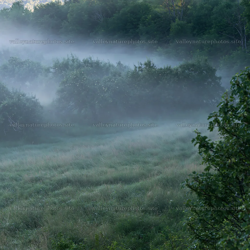 Mist over apple trees in a valley meadow – nature photography 7938x7938