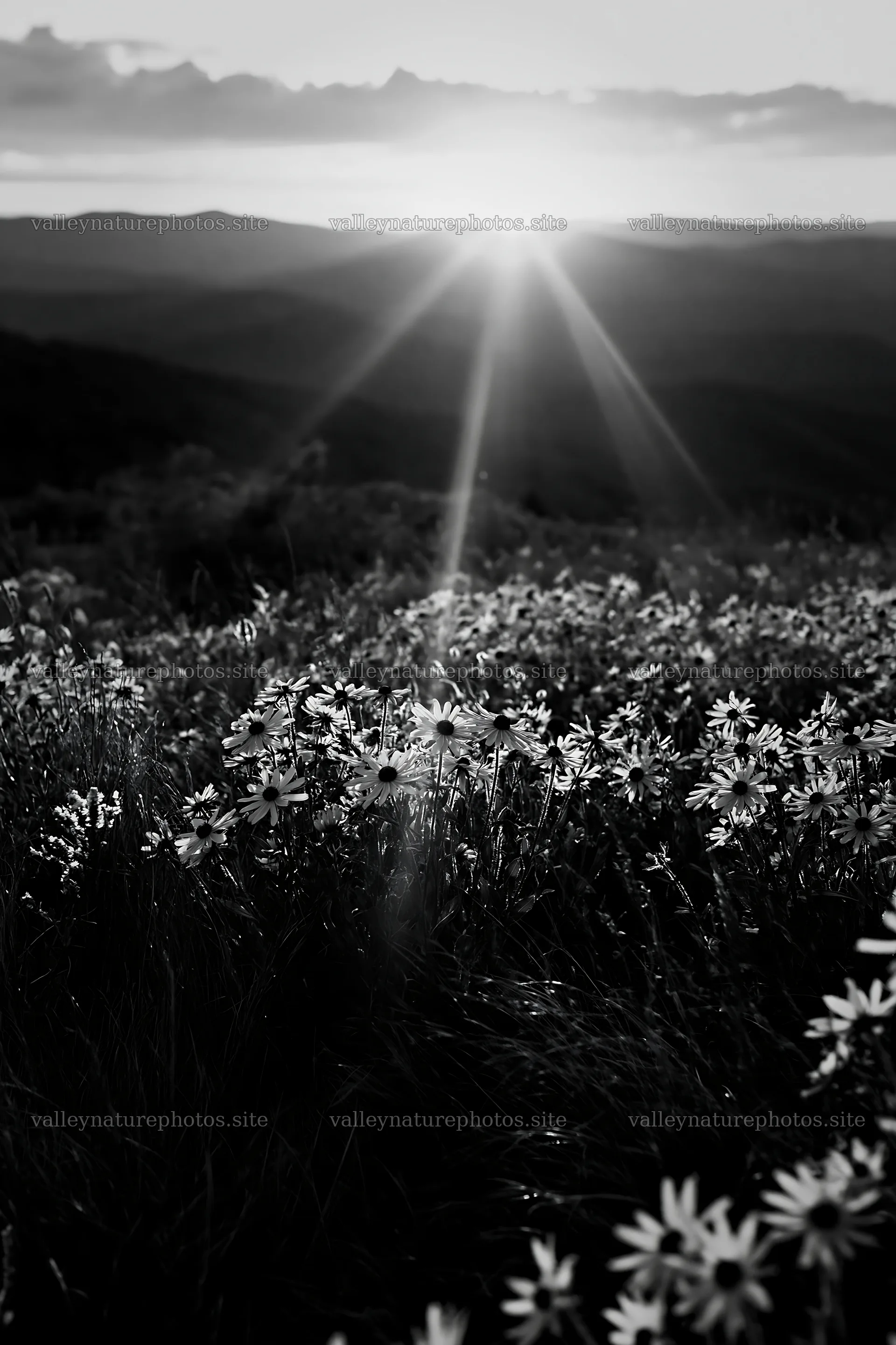 Crepuscular rays illuminate a meadow at sunset – nature photography 6480x9722