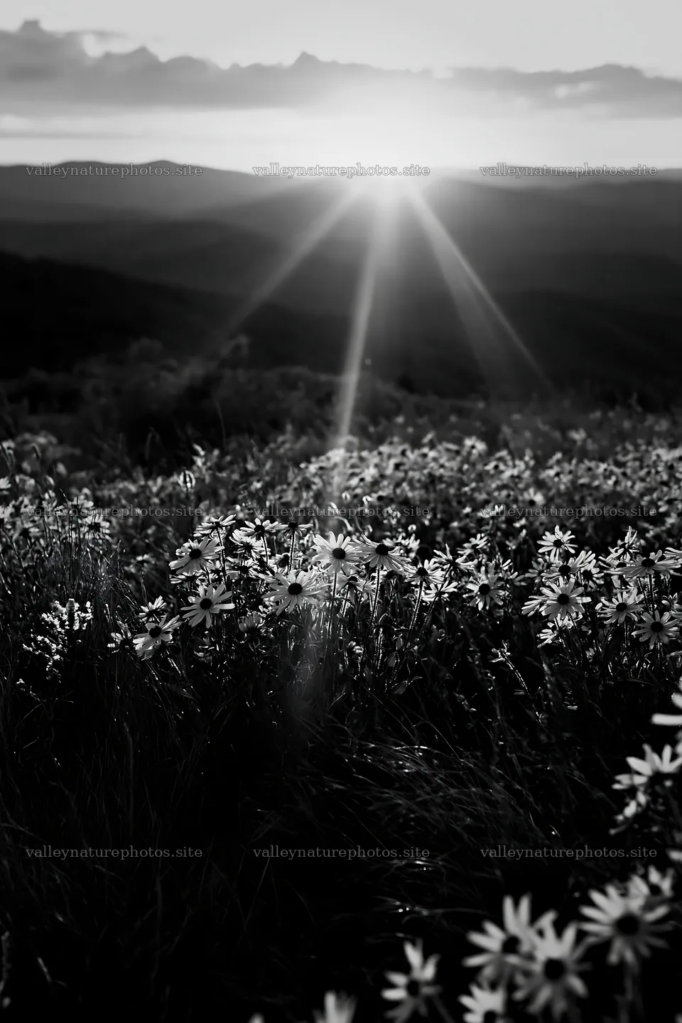 Crepuscular rays illuminate a meadow at sunset – nature photography 6480x9722