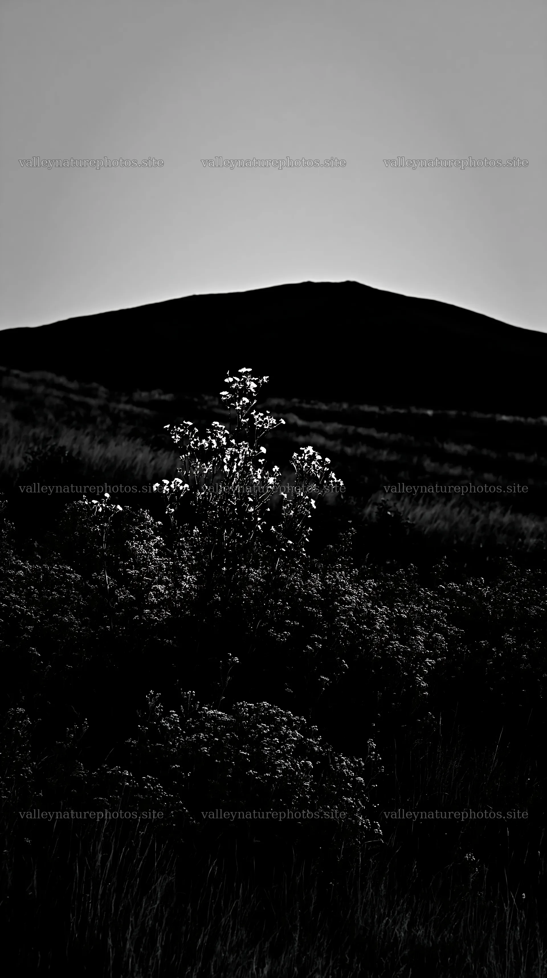 German foothill meadow with flowering plants at dusk – nature photography 5938x10608