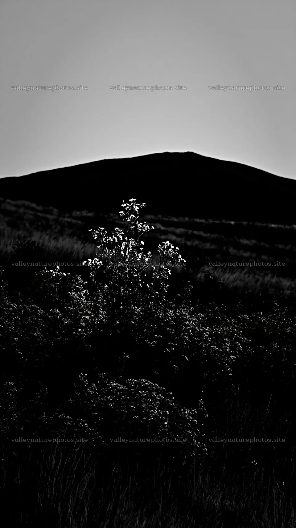 German foothill meadow with flowering plants at dusk – nature photography 5938x10608