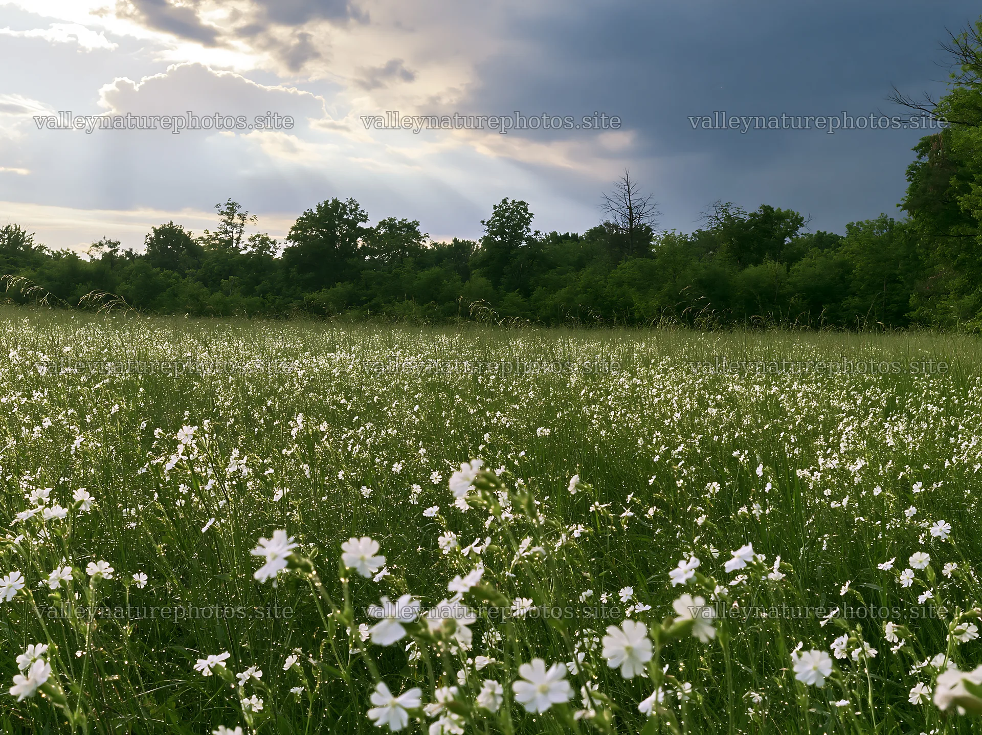 Hungarian meadow along wooded valley with flowers and cloudy sky – nature photography 9174x6866