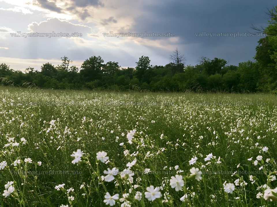 Hungarian meadow along wooded valley with flowers and cloudy sky – nature photography 9174x6866