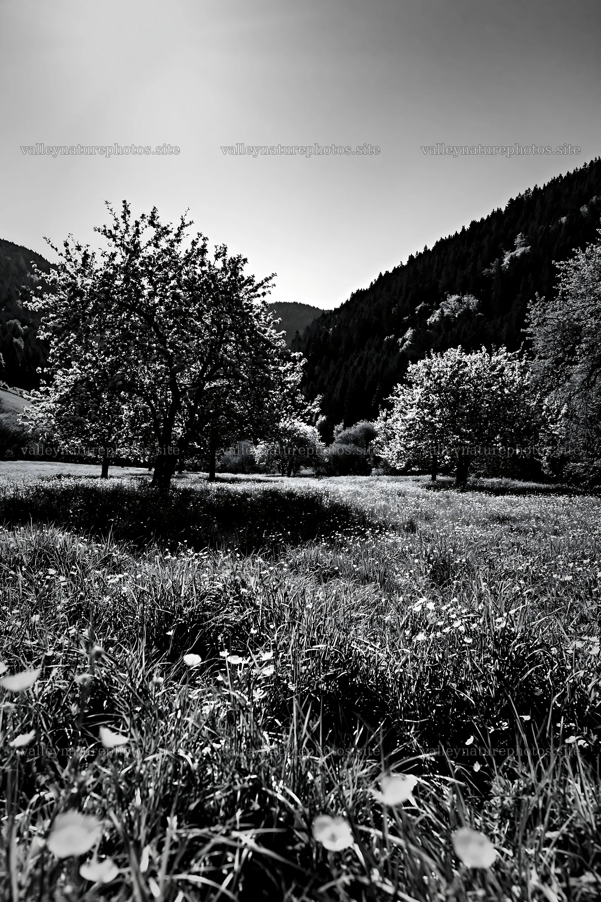 Valley apple meadow with trees and grass – nature photography 6480x9722
