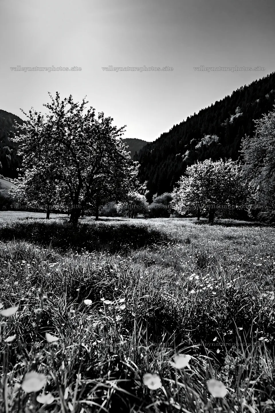 Valley apple meadow with trees and grass – nature photography 6480x9722