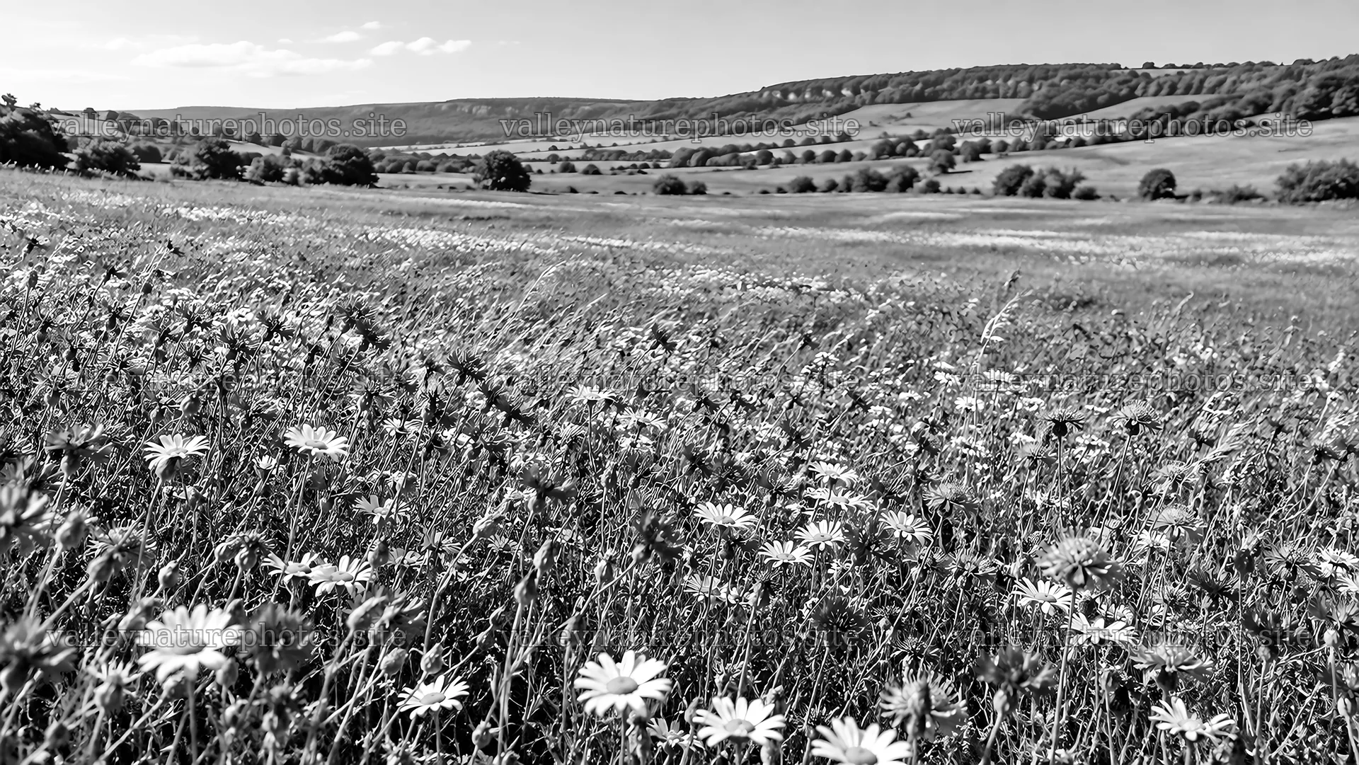 Wildflower Meadow Across Rolling Hills – nature photography 10324x5812