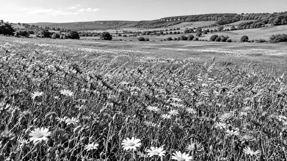 Wildflower Meadow Across Rolling Hills – nature photography 10324x5812