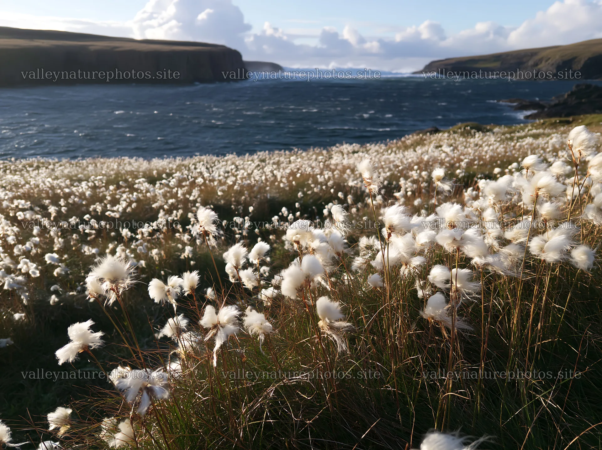 Cottongrass meadow by the sea under cloudy sky – nature photography 9174x6866