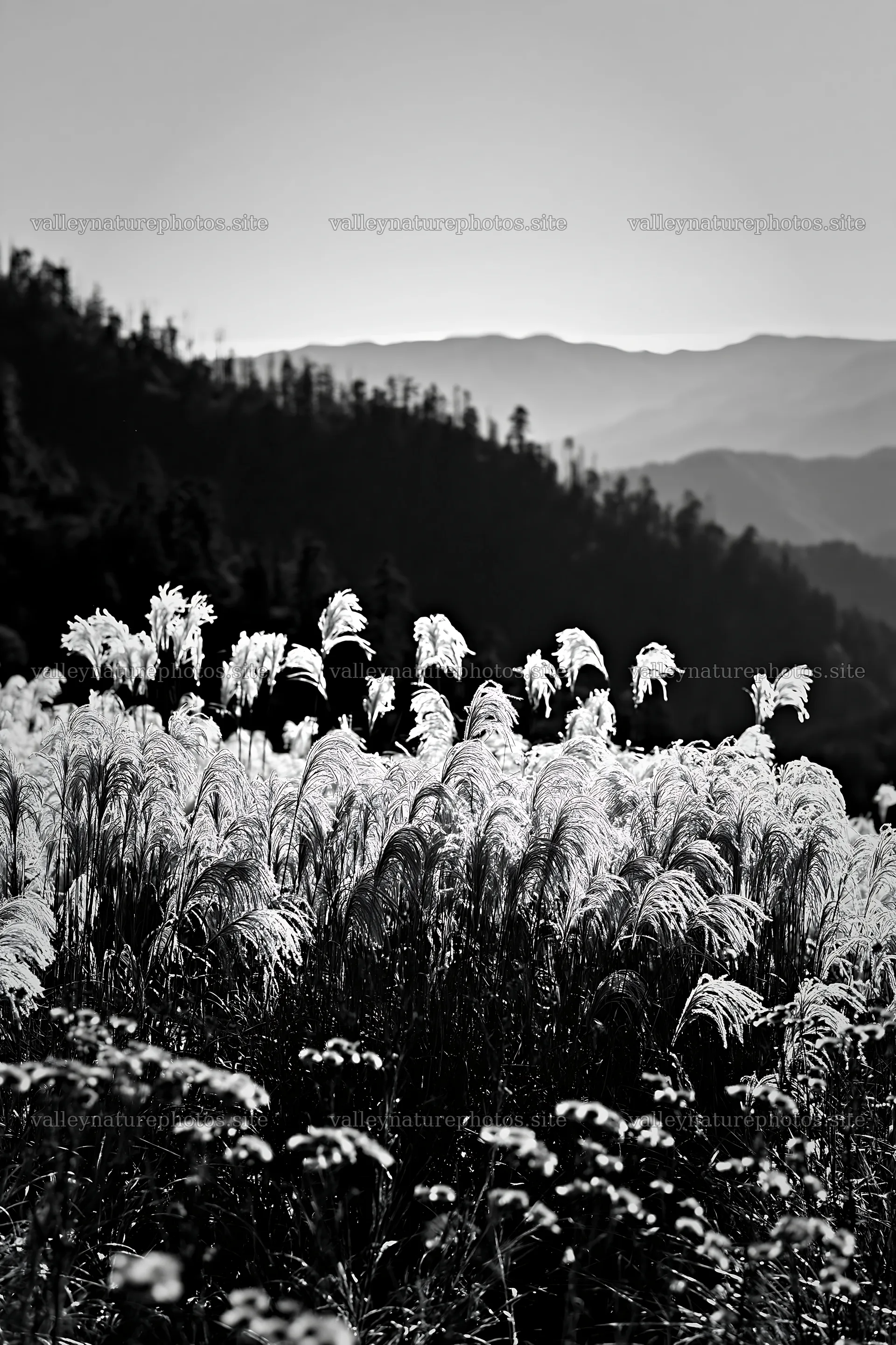 Grass meadow with mountains in the background during daylight – nature photography 6480x9722