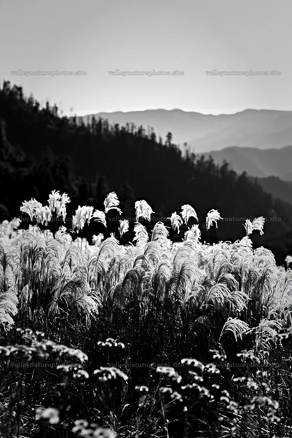 Grass meadow with mountains in the background during daylight – nature photography 6480x9722