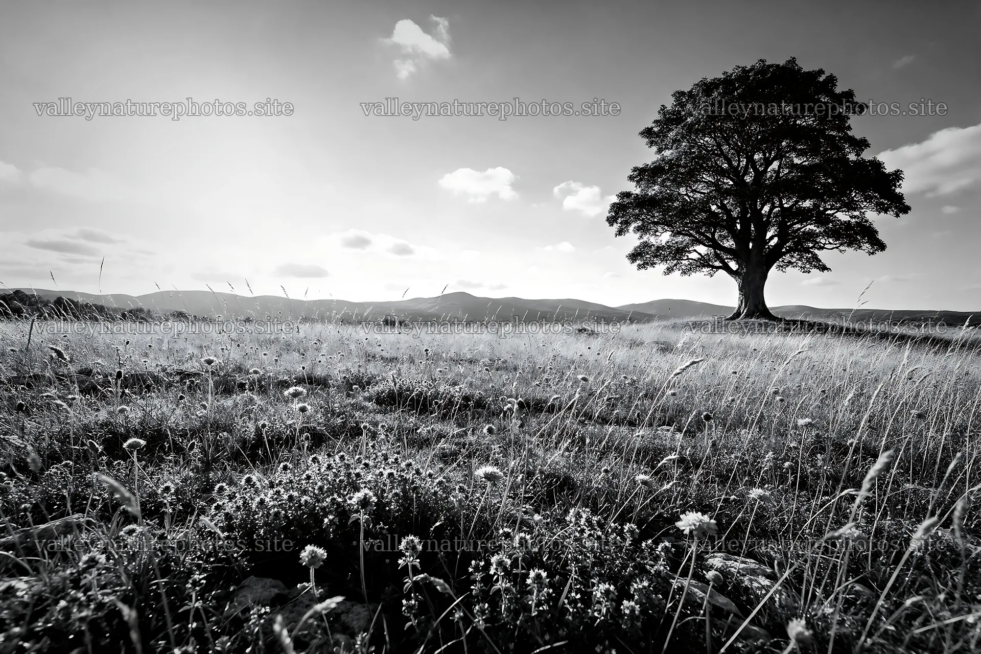 Sunny limestone meadow with distant mountains and a lone tree – nature photography 9722x6480