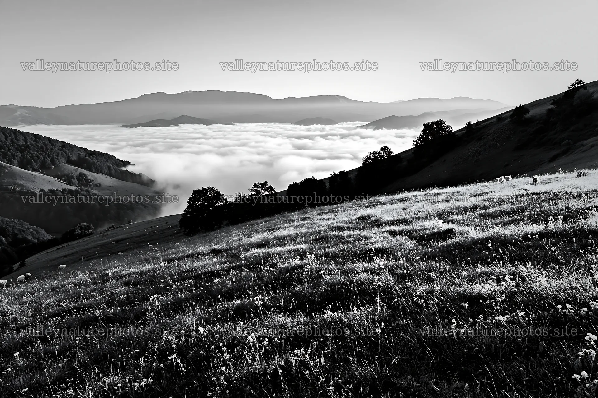 Transylvania summer hay meadows with low clouds in valley – nature photography 9722x6480