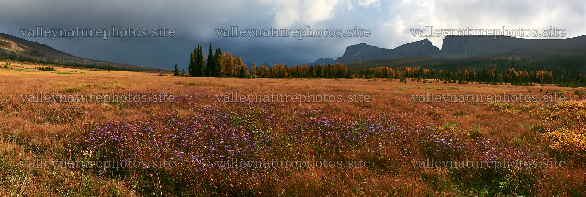View of an autumn meadow with purple flowers and mountains – nature photography 13690x4602