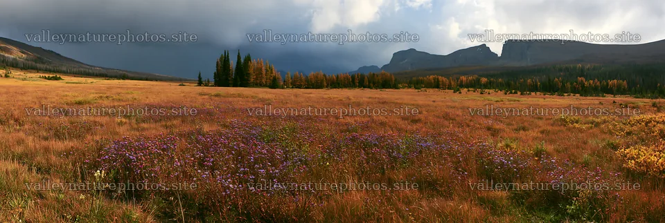 View of an autumn meadow with purple flowers and mountains – nature photography 13690x4602