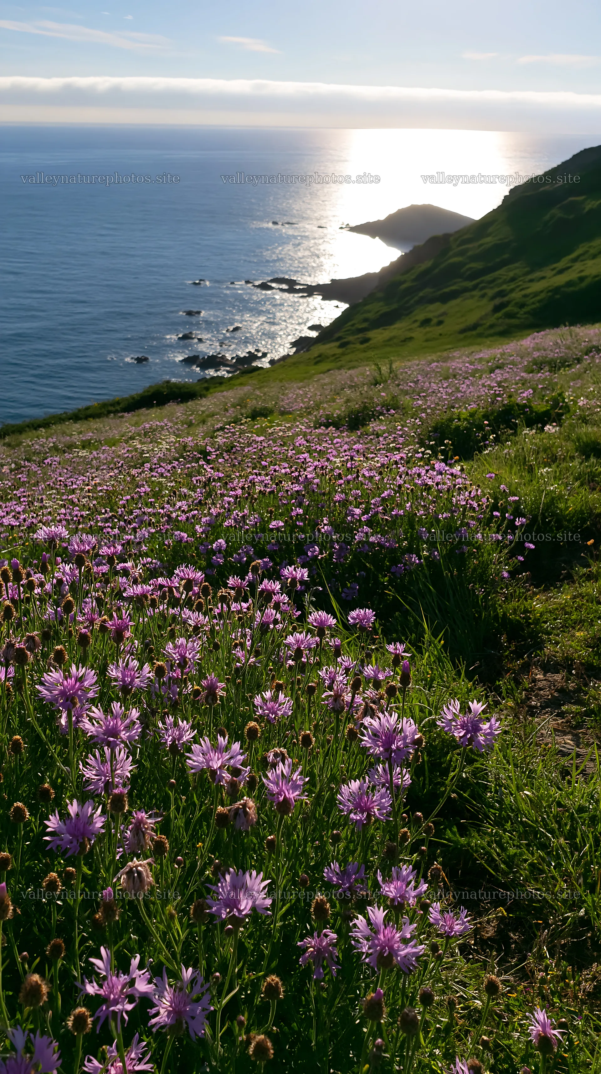 Purple flowers on a meadow above the Atlantic coast – nature photography 5938x10608
