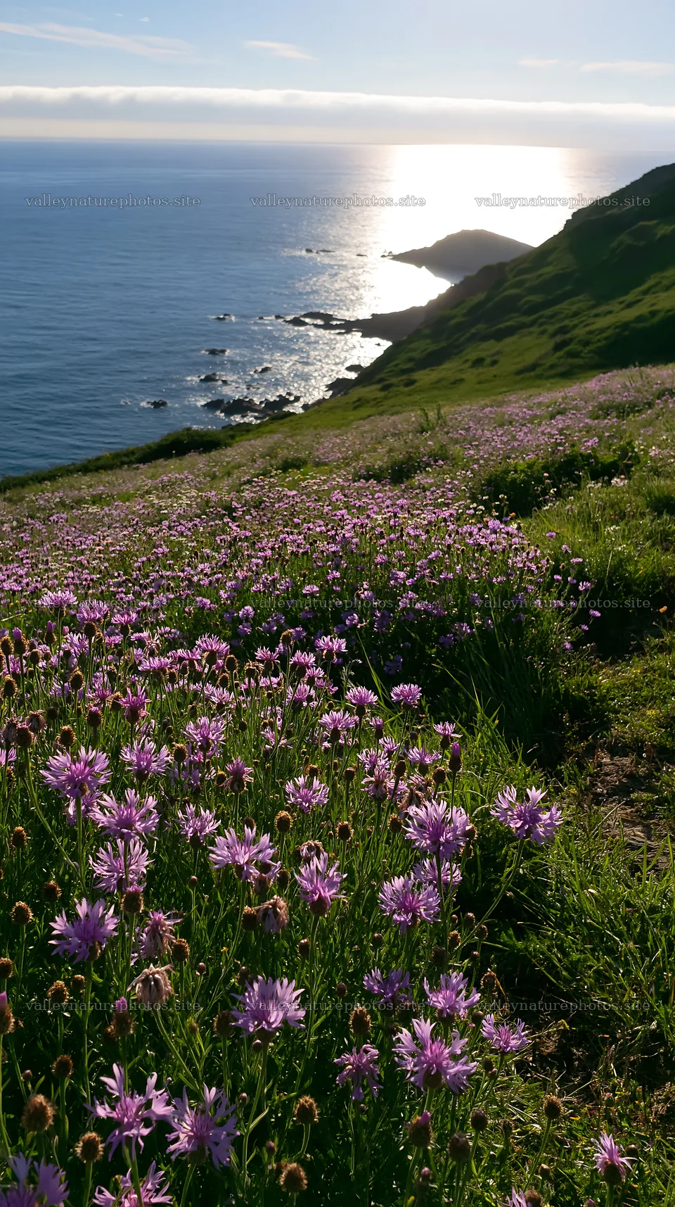 Purple flowers on a meadow above the Atlantic coast – nature photography 5938x10608