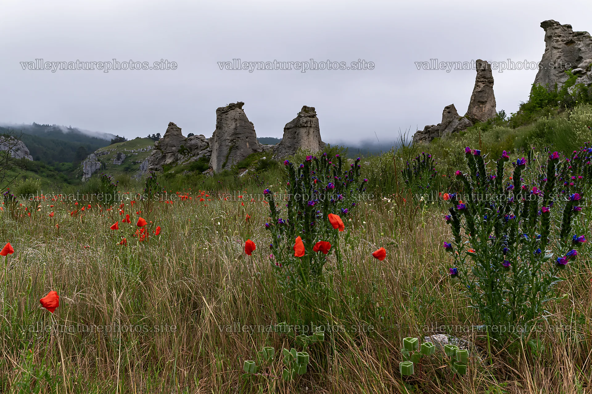 Poppy and viper's-bugloss meadow with rock formations – nature photography 9722x6480