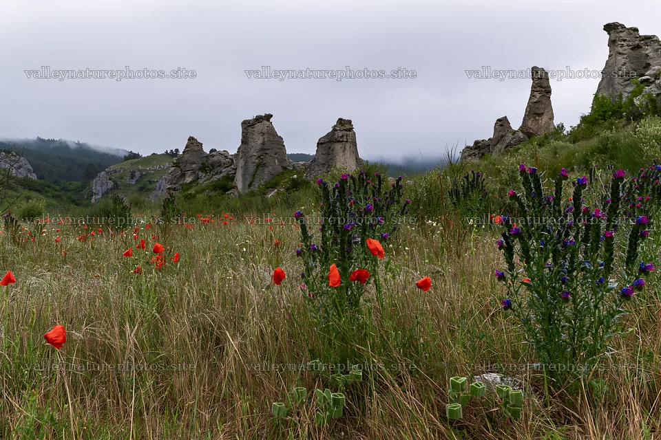 Poppy and viper's-bugloss meadow with rock formations – nature photography 9722x6480