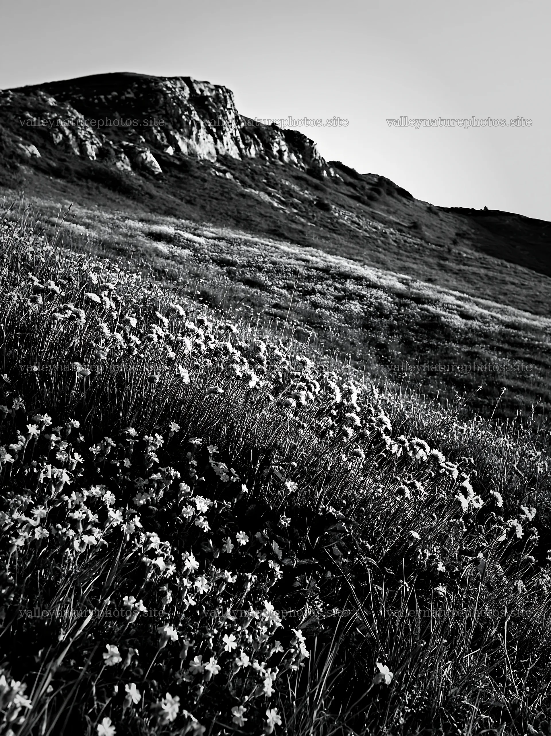 Sunny flowering chalk meadow with hills in background – nature photography 6866x9174