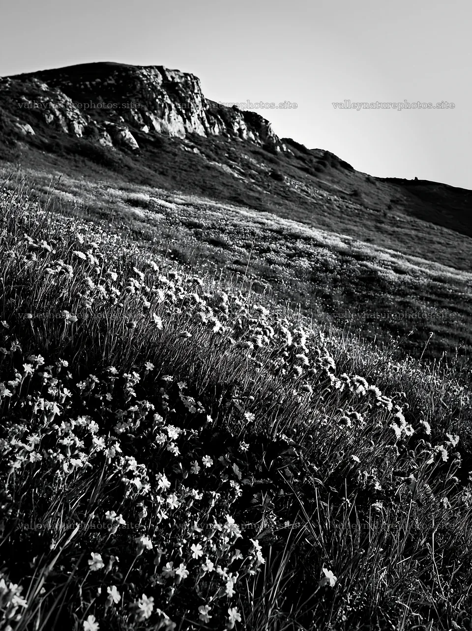 Sunny flowering chalk meadow with hills in background – nature photography 6866x9174