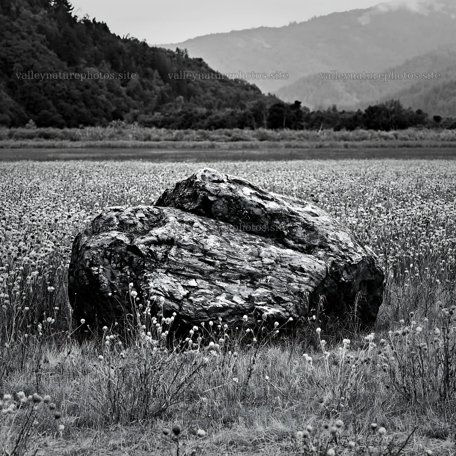 Nagano drought resilient meadow granite boulder – nature photography 7938x7938