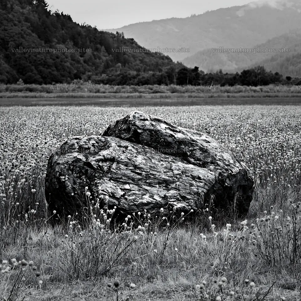 Nagano drought resilient meadow granite boulder – nature photography 7938x7938