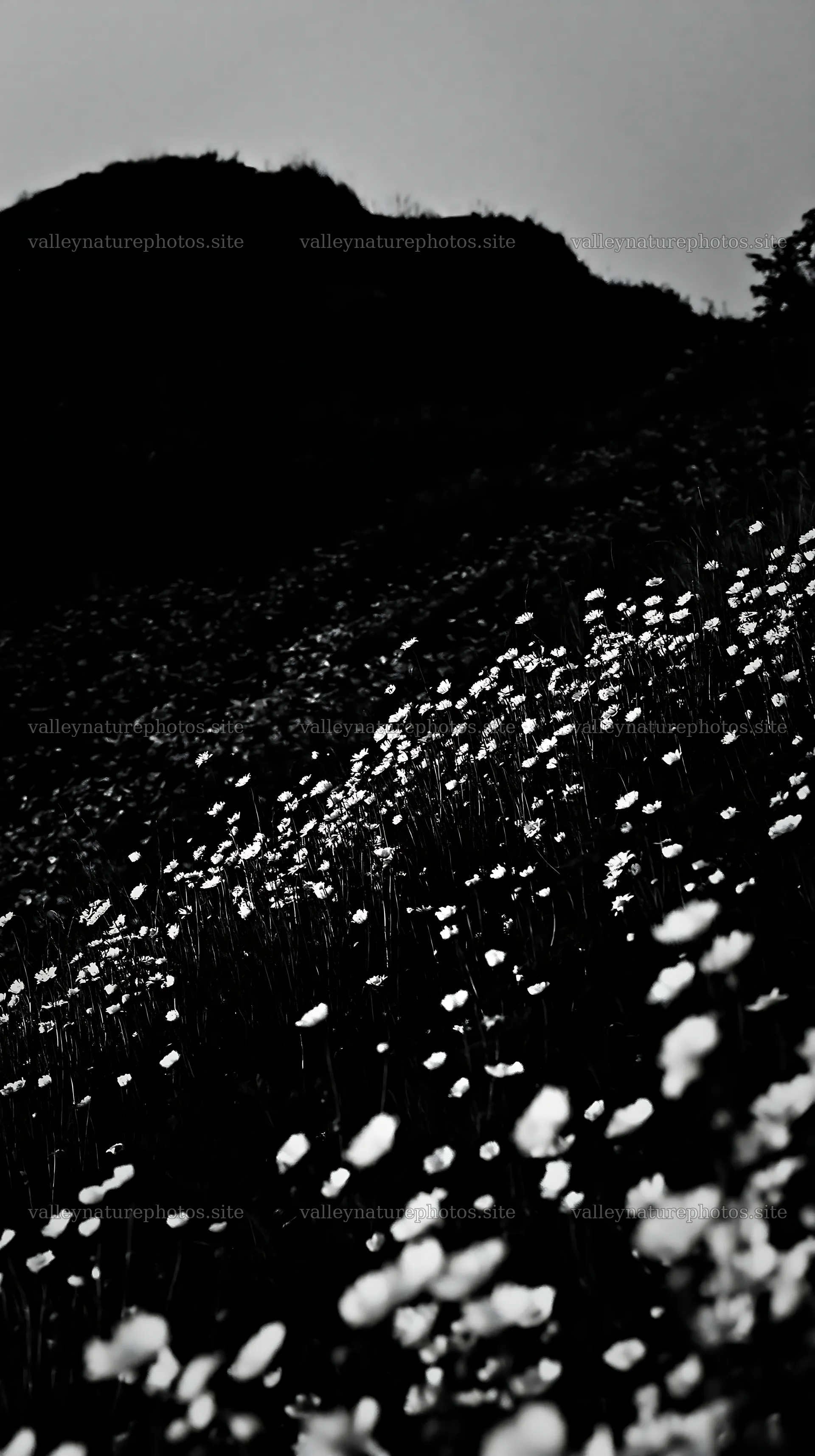 German foothill meadow with flowers at dusk – nature photography 5938x10608