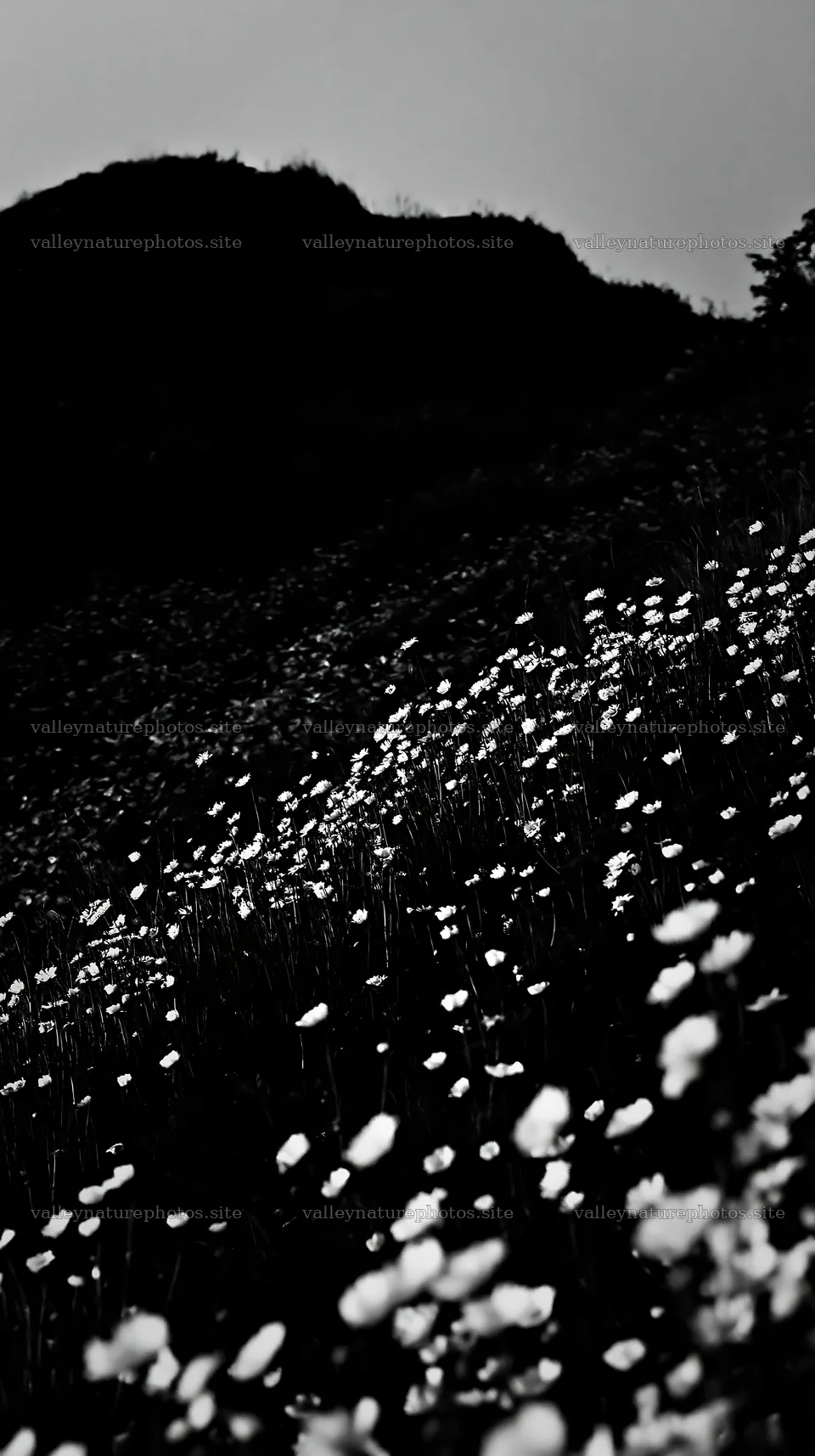 German foothill meadow with flowers at dusk – nature photography 5938x10608