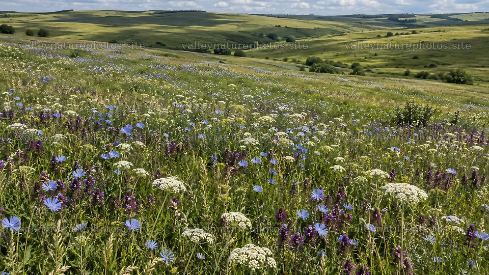 Colorful Wildflowers Across a Rolling Meadow – nature photography 10324x5812
