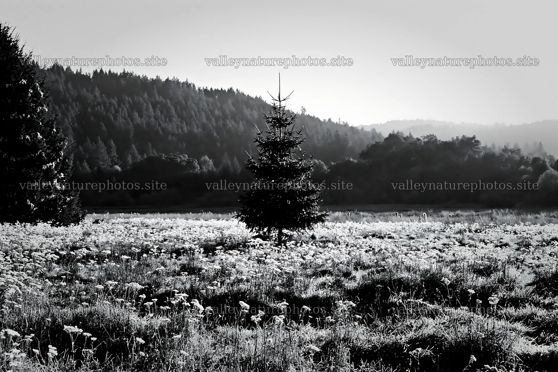 Christmas tree in meadow with sunlight in the background – nature photography 9722x6480