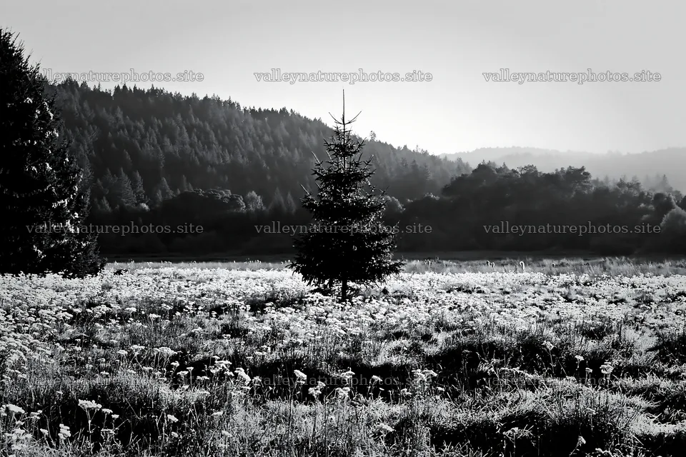 Christmas tree in meadow with sunlight in the background – nature photography 9722x6480