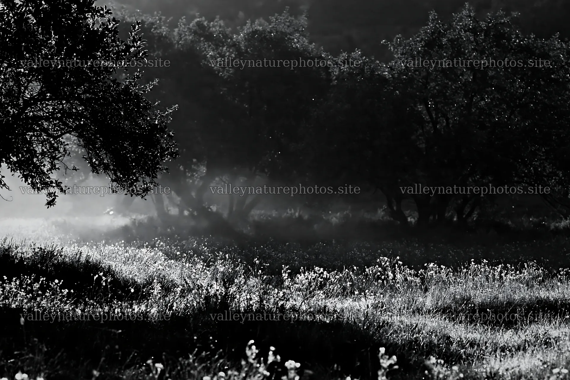 Valley apple meadow with trees and mist in black and white – nature photography 9722x6480