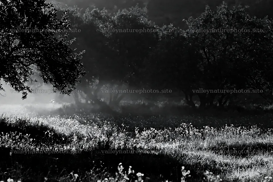 Valley apple meadow with trees and mist in black and white – nature photography 9722x6480