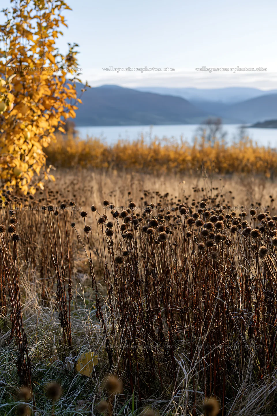 Fjord landscape with dry flowers and golden foliage in autumn – nature photography 6480x9722
