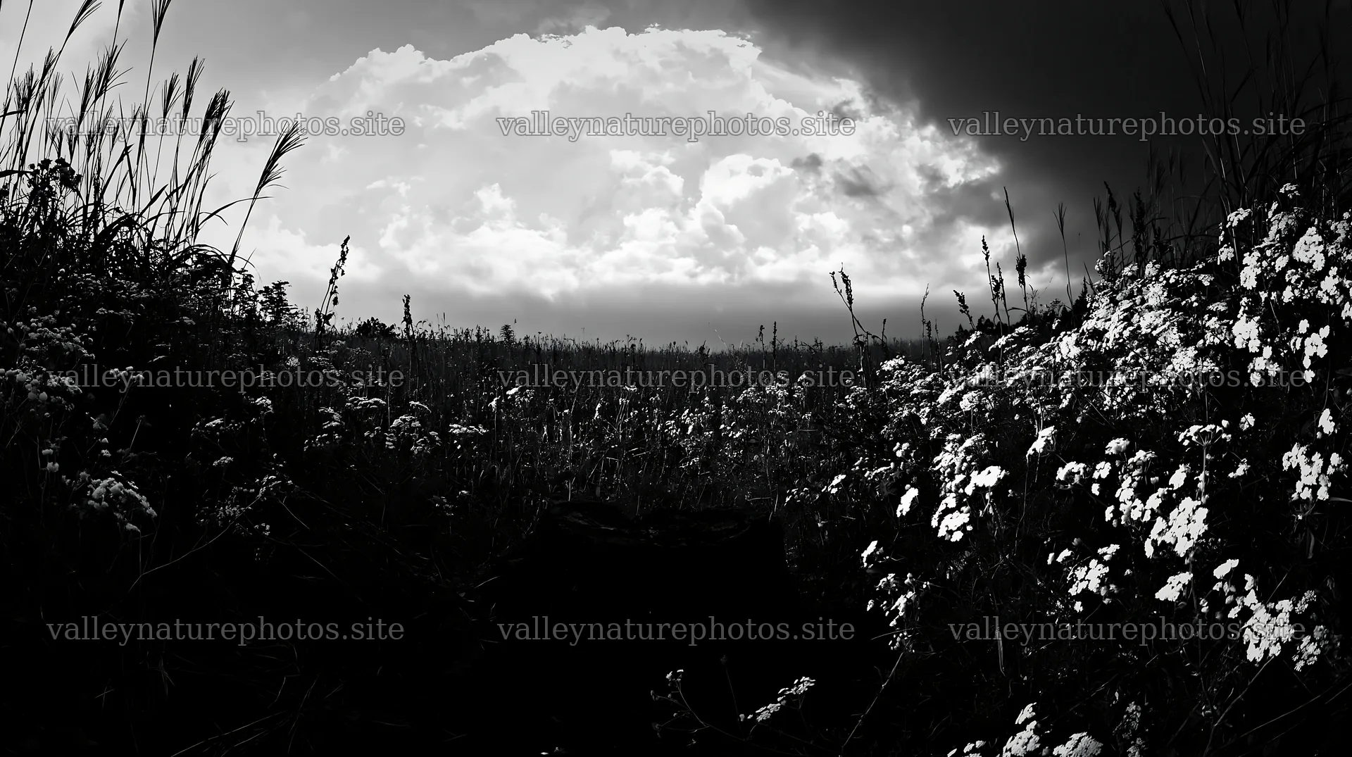 Fukushima native meadow with weathered stump – nature photography 10608x5938