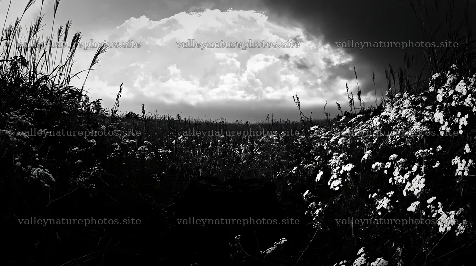Fukushima native meadow with weathered stump – nature photography 10608x5938