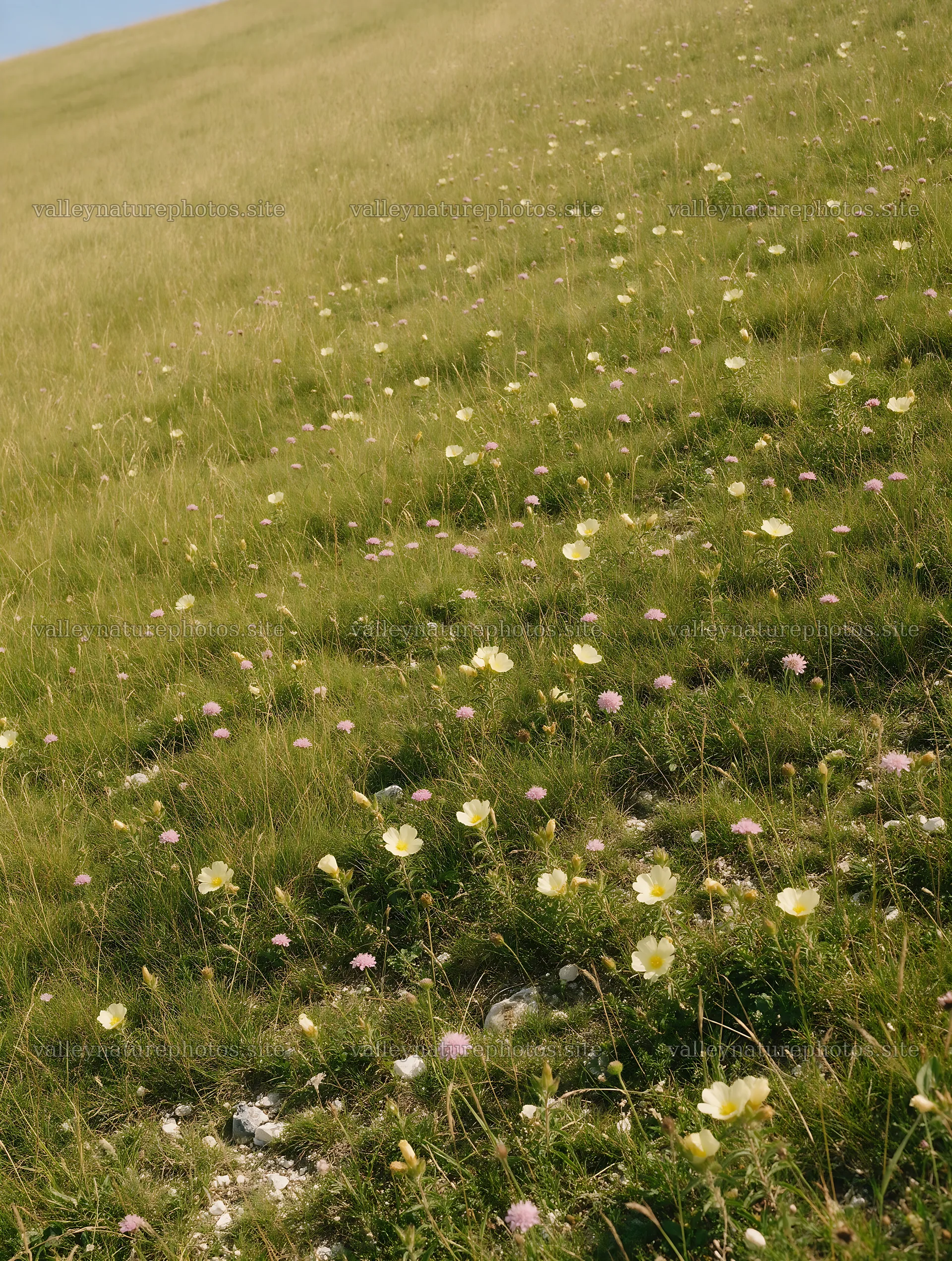 Sunny chalk meadow with wildflowers in bright daylight – nature photography 6898x9134