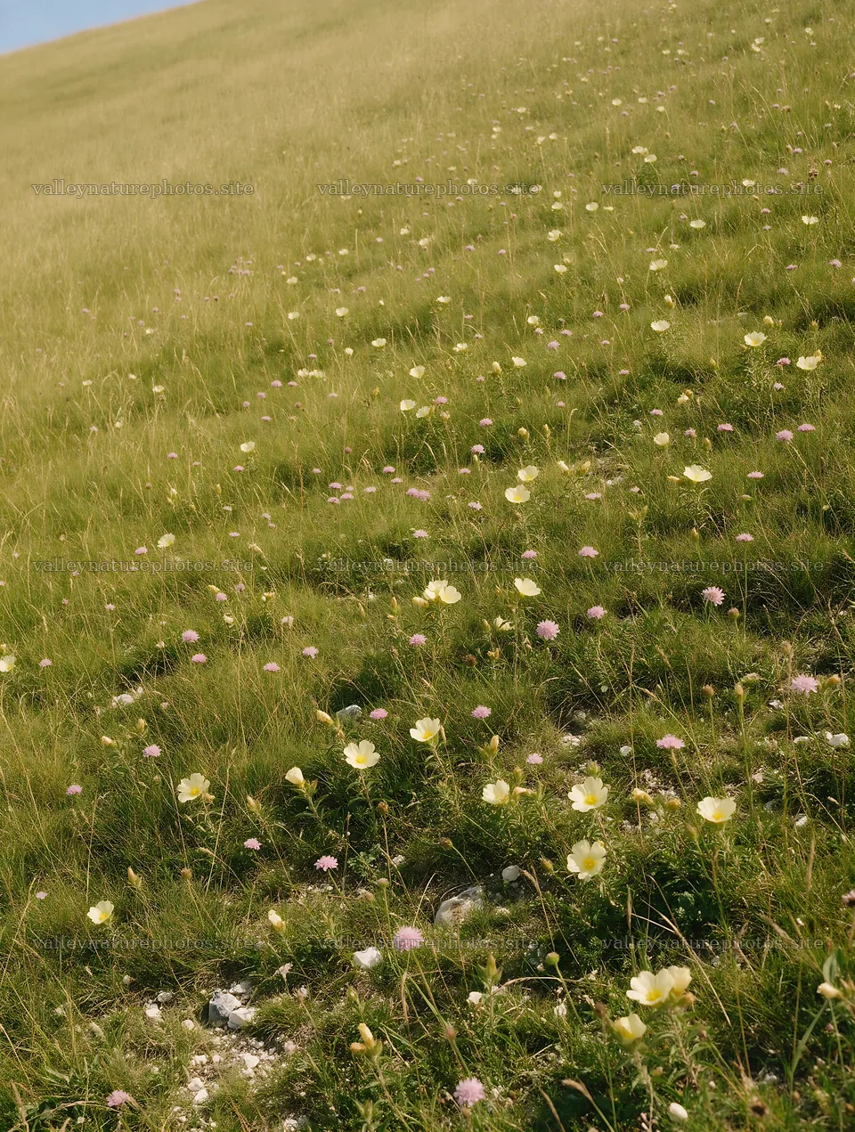 Sunny chalk meadow with wildflowers in bright daylight – nature photography 6898x9134