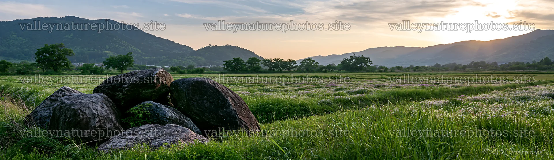 Kyoto spring wildflower meadow with stones in foreground – nature photography 14762x4268