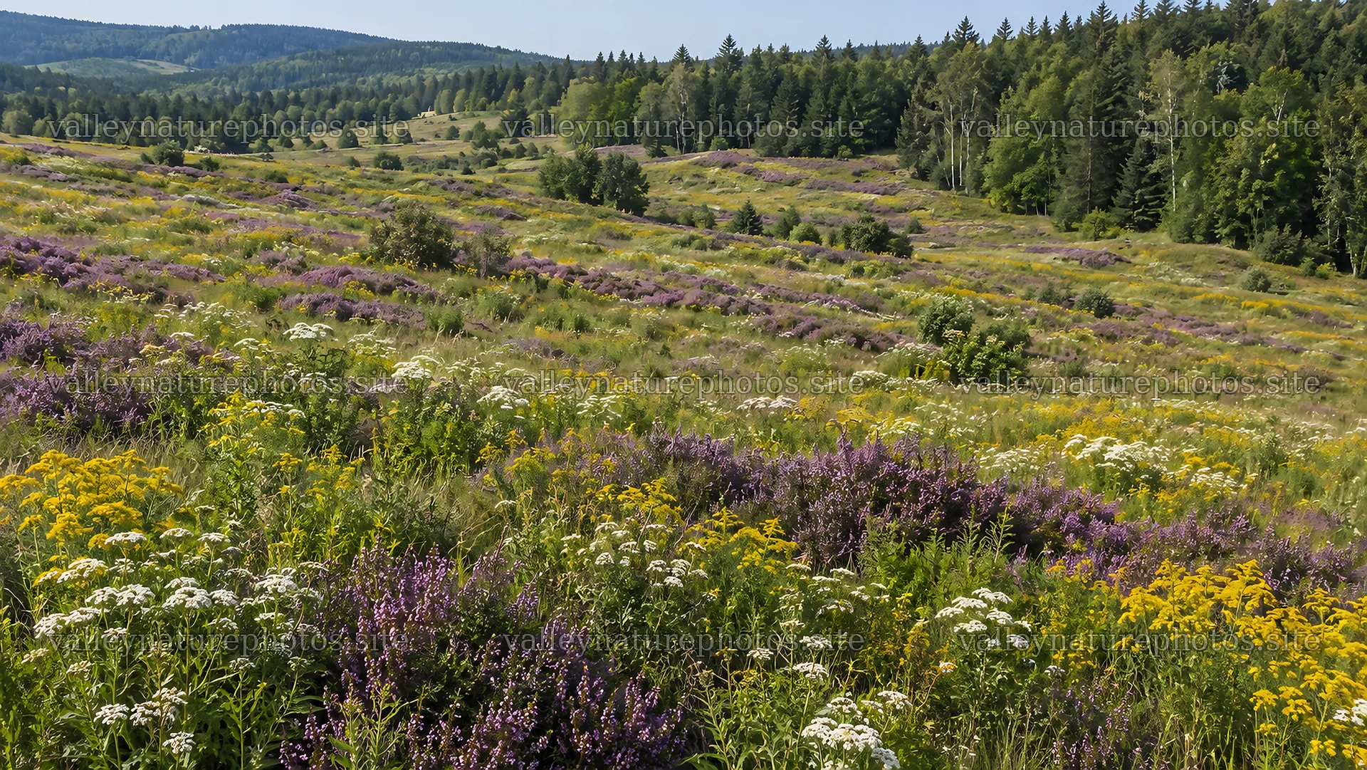 Wildflower Meadow Beside a Forested Hillside – nature photography 10324x5812