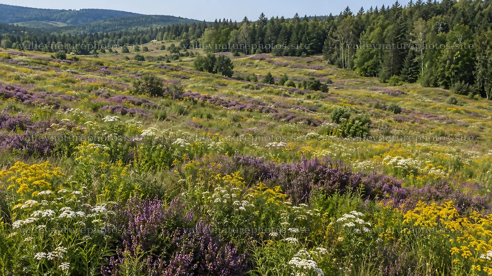 Wildflower Meadow Beside a Forested Hillside – nature photography 10324x5812