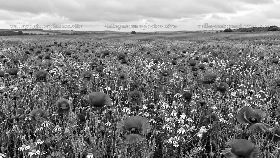 Monochrome Meadow Filled with Wildflowers – nature photography 10324x5812