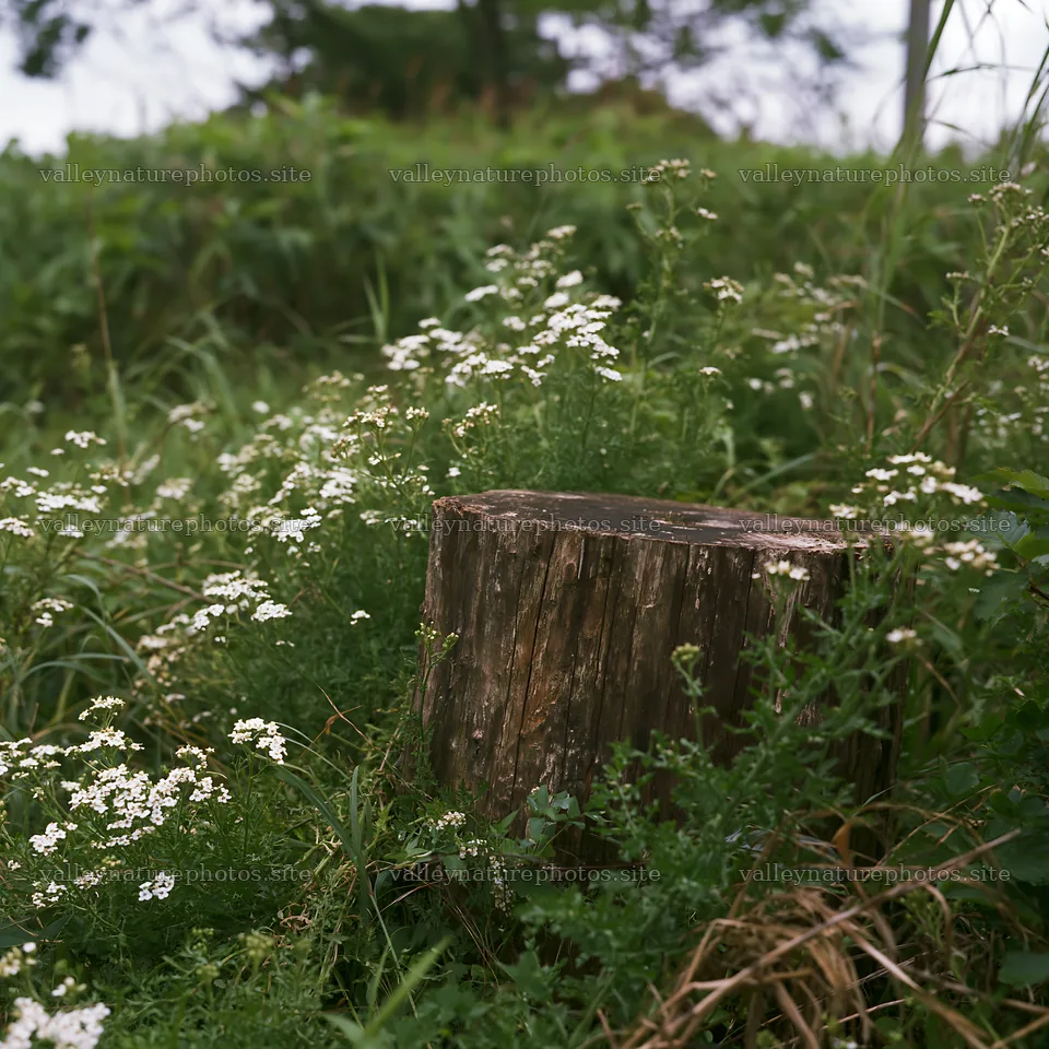 Fukushima native meadow with weathered stump – nature photography 7938x7938