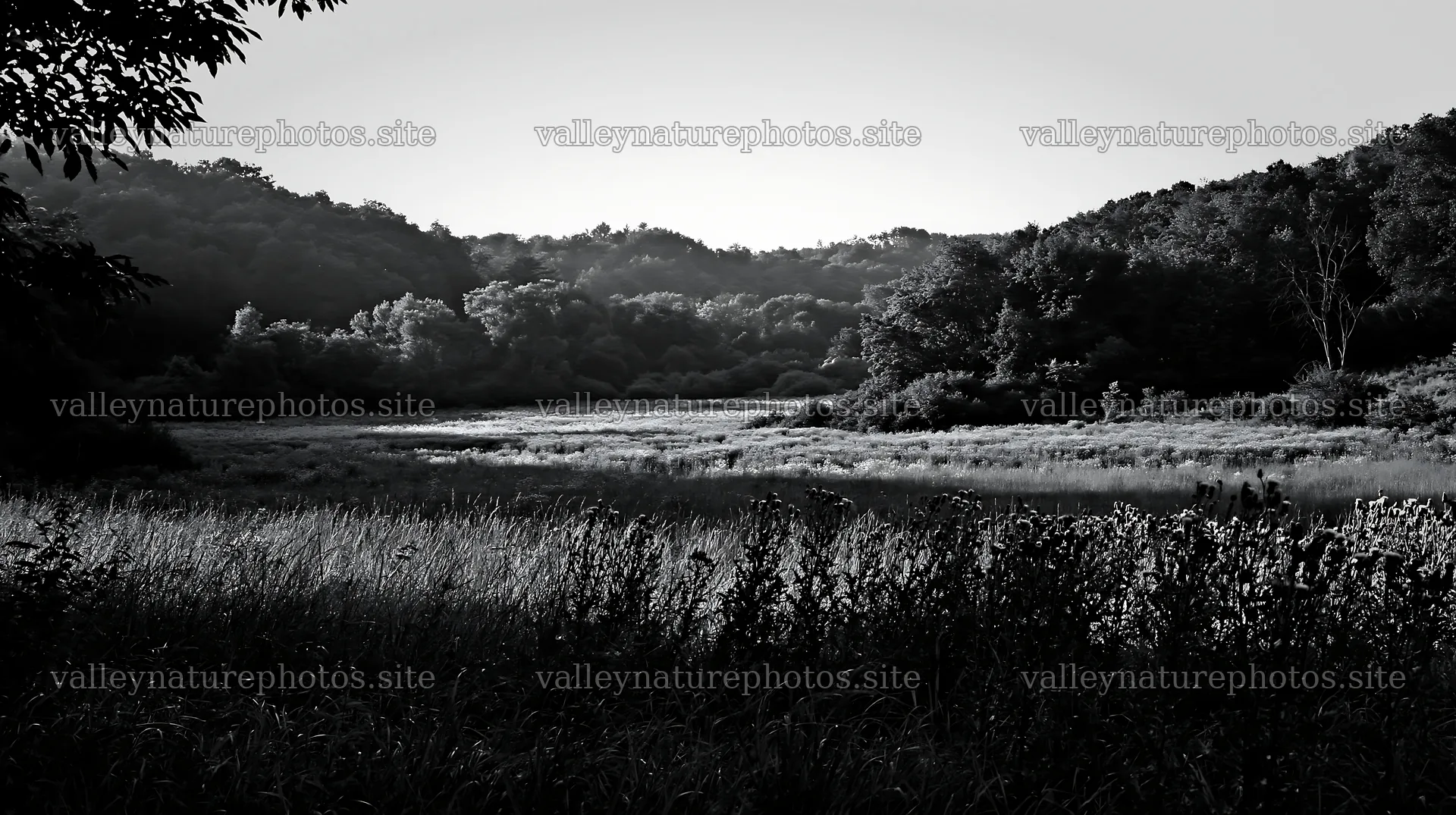 Wooded valley meadow in black and white photography – nature photography 10608x5938